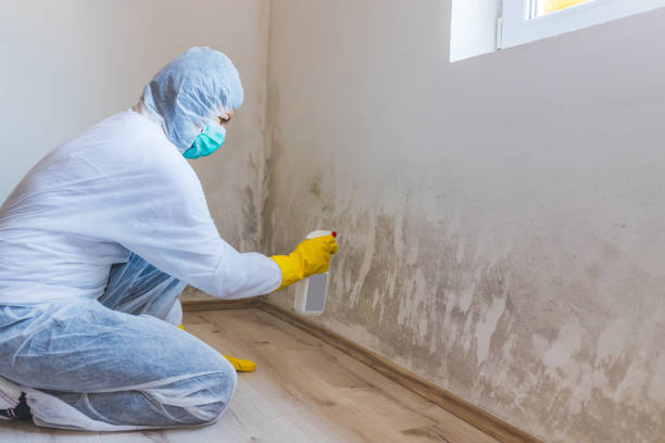 Licensed Mold Remediation service in Argyle, TX - WQB Mold Removal